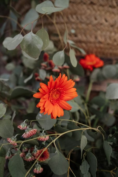 Flor naranja brillante rodeada de hojas verdes y otros brotes.